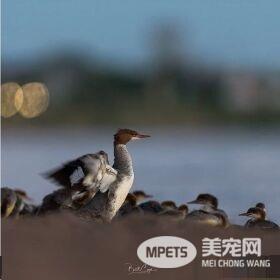 大自然总是惊人的 安亲班园长鸭妈妈独带众多小鸭