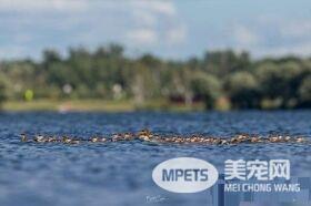 大自然总是惊人的 安亲班园长鸭妈妈独带众多小鸭