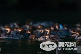 大自然总是惊人的 安亲班园长鸭妈妈独带众多小鸭