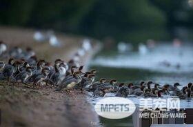大自然总是惊人的 安亲班园长鸭妈妈独带众多小鸭
