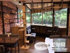 猫咪游乐园主题餐厅  成为未来流浪喵们的庇护所