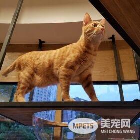 猫咪游乐园主题餐厅  成为未来流浪喵们的庇护所