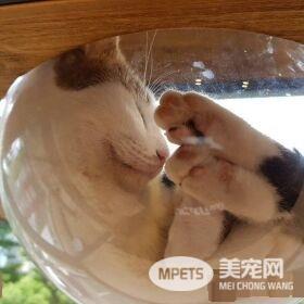 猫咪游乐园主题餐厅  成为未来流浪喵们的庇护所