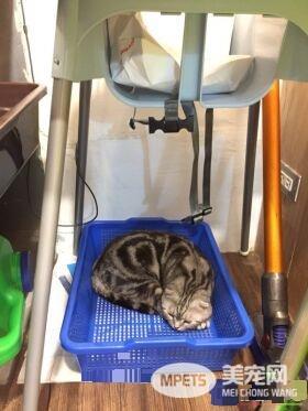 猫咪游乐园主题餐厅  成为未来流浪喵们的庇护所