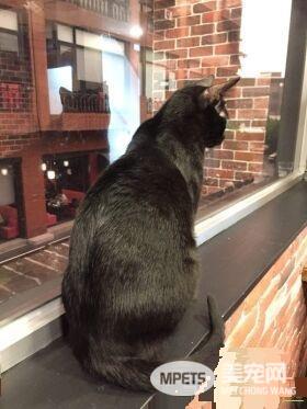 猫咪游乐园主题餐厅  成为未来流浪喵们的庇护所