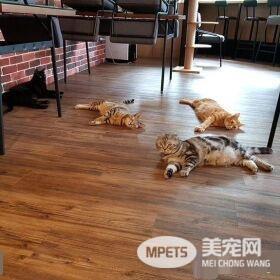 猫咪游乐园主题餐厅  成为未来流浪喵们的庇护所