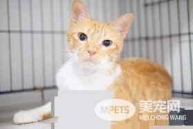 猫咪游乐园主题餐厅  成为未来流浪喵们的庇护所