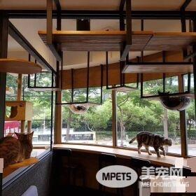 猫咪游乐园主题餐厅  成为未来流浪喵们的庇护所