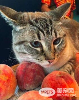 让猫咪没有抵抗力的 居然是具有神秘气息的水蜜桃