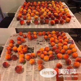 让猫咪没有抵抗力的 居然是具有神秘气息的水蜜桃