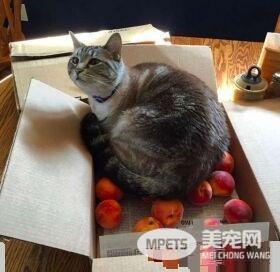 让猫咪没有抵抗力的 居然是具有神秘气息的水蜜桃