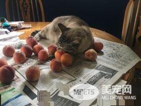 让猫咪没有抵抗力的 居然是具有神秘气息的水蜜桃