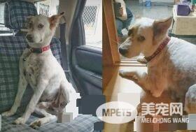 草莓珍珠奶茶被剃毛 暴露隐藏已久的身份