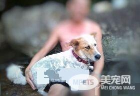 草莓珍珠奶茶被剃毛 暴露隐藏已久的身份