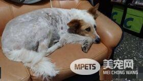 草莓珍珠奶茶被剃毛 暴露隐藏已久的身份