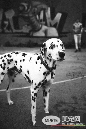 草莓珍珠奶茶被剃毛 暴露隐藏已久的身份