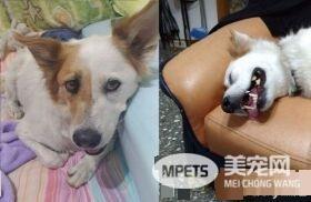 草莓珍珠奶茶被剃毛 暴露隐藏已久的身份