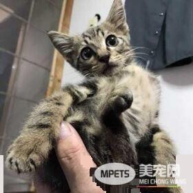 小猫咪以下犯上 遭受攻击的猫哥哥成表情包