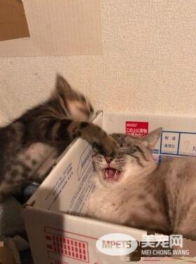小猫咪以下犯上 遭受攻击的猫哥哥成表情包