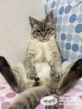 小猫咪以下犯上 遭受攻击的猫哥哥成表情包