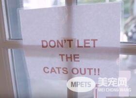 猫咪的魅力 让不爱猫的小罗勃道尼化身超级猫奴