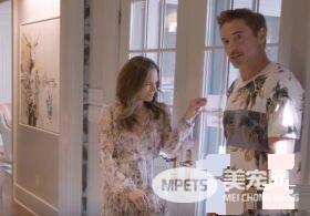 猫咪的魅力 让不爱猫的小罗勃道尼化身超级猫奴