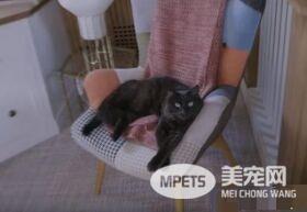 猫咪的魅力 让不爱猫的小罗勃道尼化身超级猫奴
