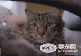 猫咪的魅力 让不爱猫的小罗勃道尼化身超级猫奴