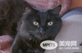 猫咪的魅力 让不爱猫的小罗勃道尼化身超级猫奴