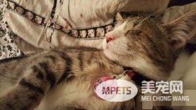 流浪盲眼猫 用爱与勇气获真命猫奴