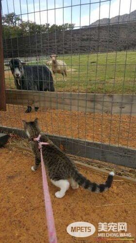 流浪盲眼猫 用爱与勇气获真命猫奴