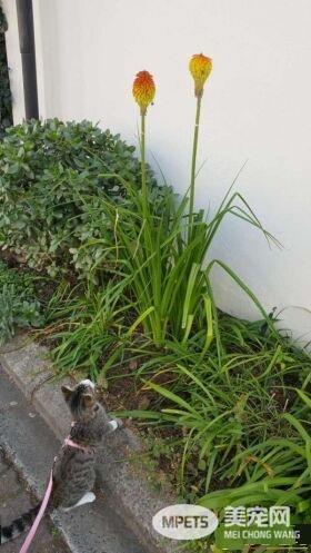 流浪盲眼猫 用爱与勇气获真命猫奴