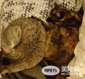 流浪盲眼猫 用爱与勇气获真命猫奴