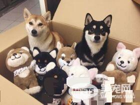 探秘：FACEBOOK上火的一塌糊涂的八只网红柴犬