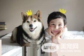 探秘：FACEBOOK上火的一塌糊涂的八只网红柴犬
