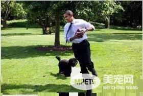 养狗成风尚，来看看美国“皇家御狗”风采
