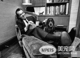 养狗成风尚，来看看美国“皇家御狗”风采