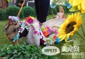 菲律宾宠物节的宠物时装秀