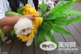 菲律宾宠物节的宠物时装秀