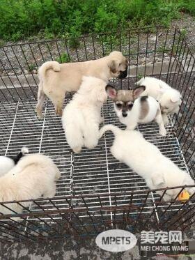 德州宠物大集场走一圈，谁能告诉最后图片中狗是什么品种？