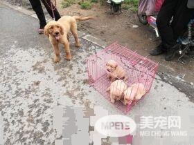 德州宠物大集场走一圈，谁能告诉最后图片中狗是什么品种？