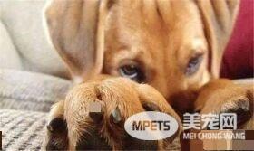怎样惩罚犯错的狗？除了打骂，铲屎的学会这3招，狗狗很少再犯