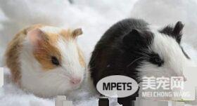 想养宠物的看过来，这些宠物既便宜又好玩，可千万不要错过哦！