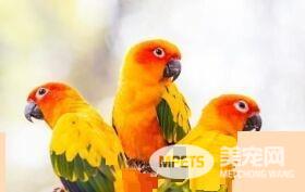 想养宠物的看过来，这些宠物既便宜又好玩，可千万不要错过哦！