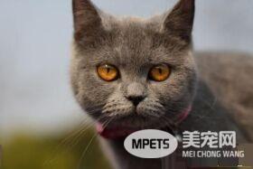 宠物猫之英国短毛猫