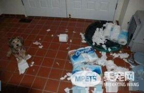 拆家三巨头番外篇：别看我小 我也是拆迁办毕业的