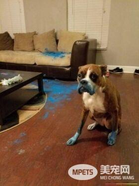 拆家三巨头番外篇：别看我小 我也是拆迁办毕业的