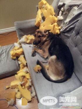 拆家三巨头番外篇：别看我小 我也是拆迁办毕业的