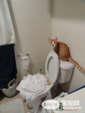 拆家三巨头番外篇：别看我小 我也是拆迁办毕业的