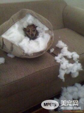 拆家三巨头番外篇：别看我小 我也是拆迁办毕业的